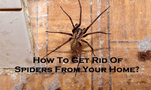 How To Get Rid Of Spiders From Your Home?