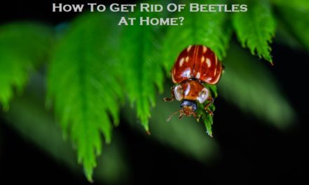 How To Get Rid Of Beetles At Home?