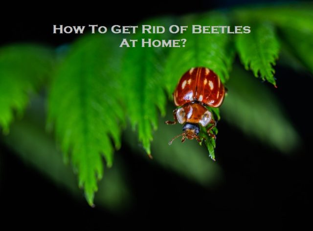 How To Get Rid Of Beetles At Home?