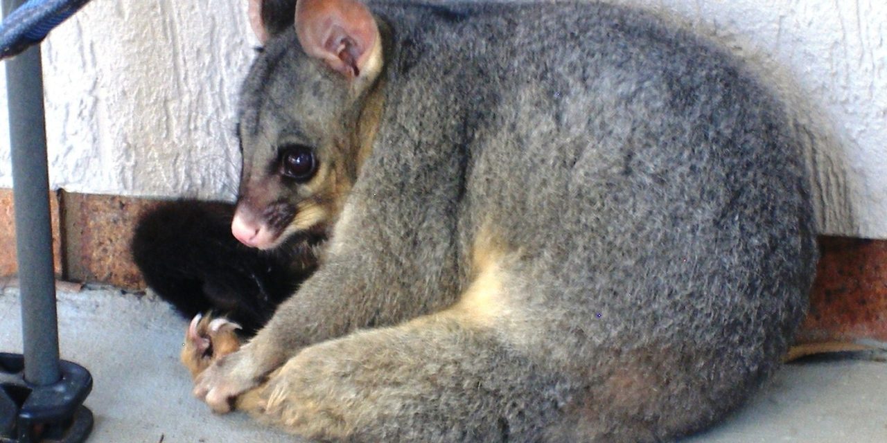 Possums at Home? How To Identify and Get Rid Of Them?