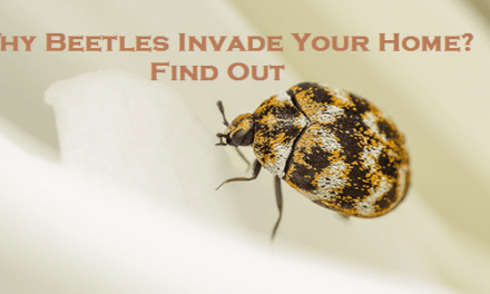 Why Beetles Invade Your Home? – Find Out