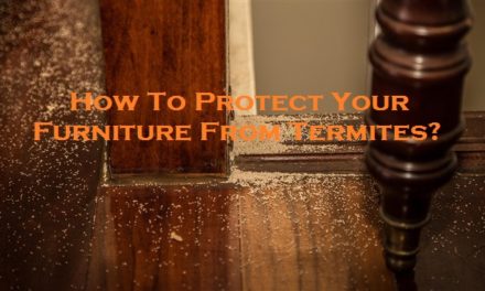 How To Protect Your Furniture From Termites?