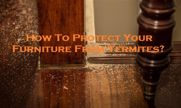 How To Protect Your Furniture From Termites?