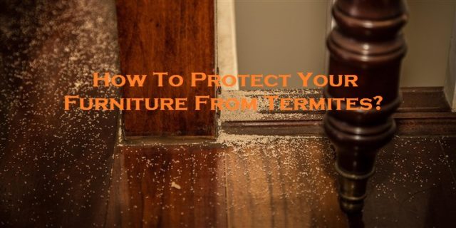 How To Protect Your Furniture From Termites?
