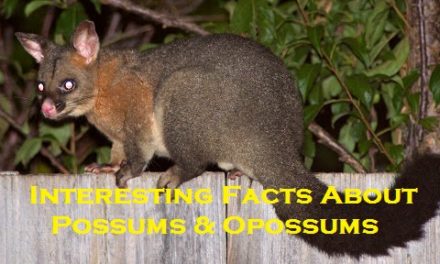 Interesting Facts About Possums & Opossums