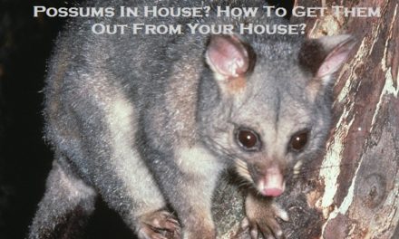 Possums In House? How To Get Them Out From Your House?