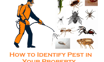 How to Identify Pest in Your Property