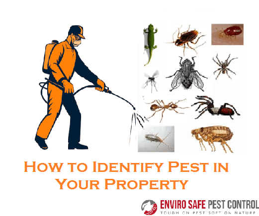 How to Identify Pest in Your Property