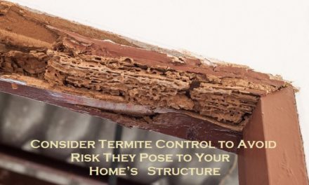 Consider Termite Control to Avoid Risk They Pose to Your Home’s Structure