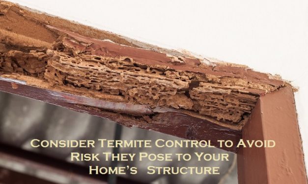 Consider Termite Control to Avoid Risk They Pose to Your Home’s Structure