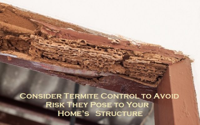 Consider Termite Control to Avoid Risk They Pose to Your Home’s Structure