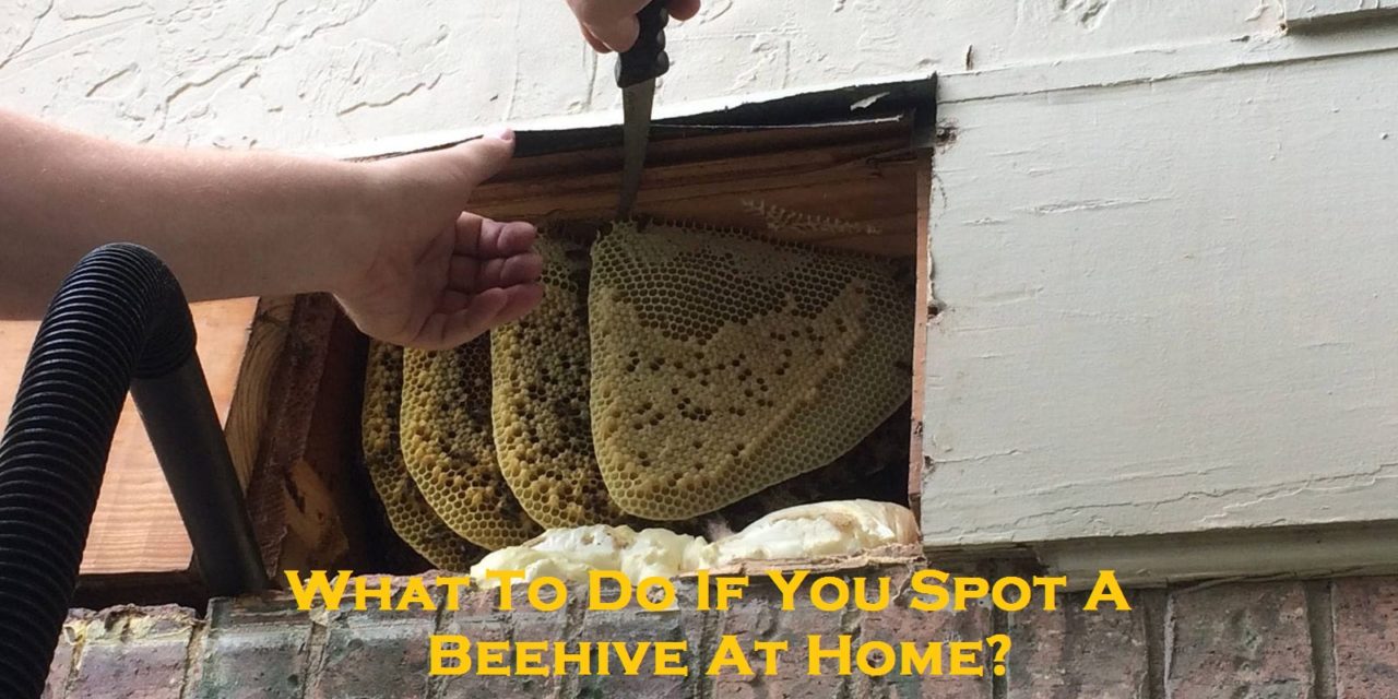 What To Do If You Spot A Beehive At Home?