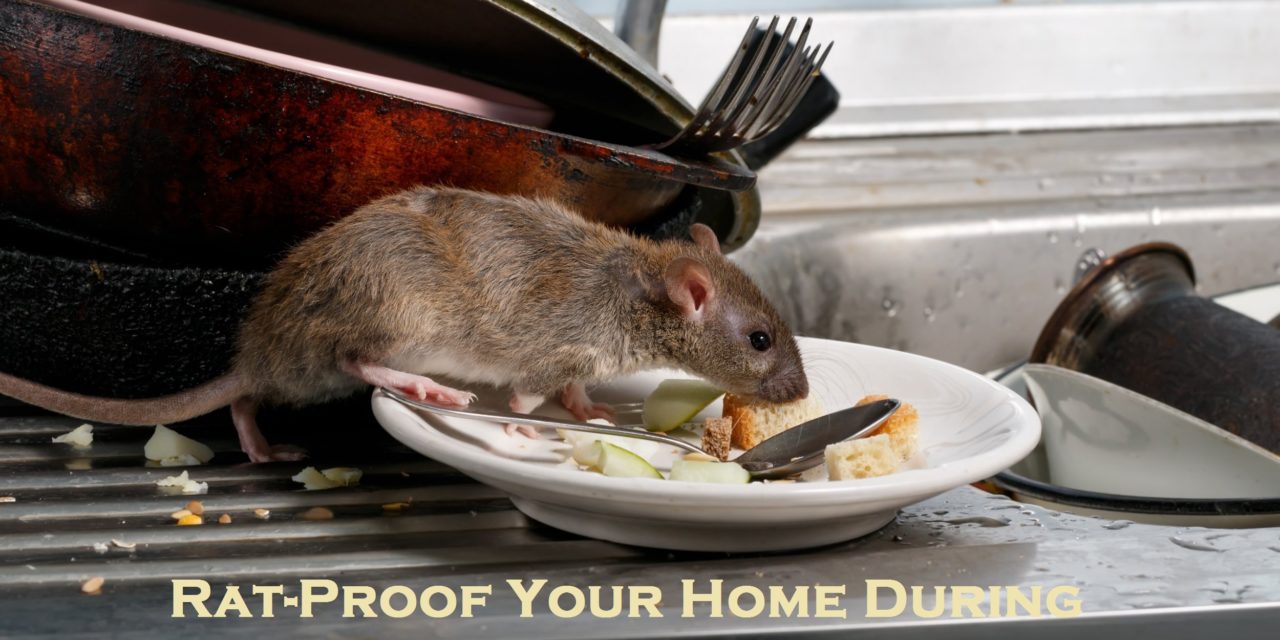 Rat-Proof Your Home During This Lockdown