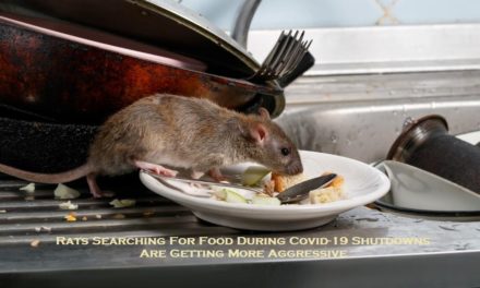 Rats Searching For Food During Covid-19 Shutdowns Are Getting More Aggressive