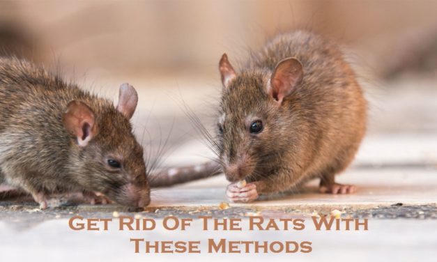 Get Rid Of The Rats With These Methods
