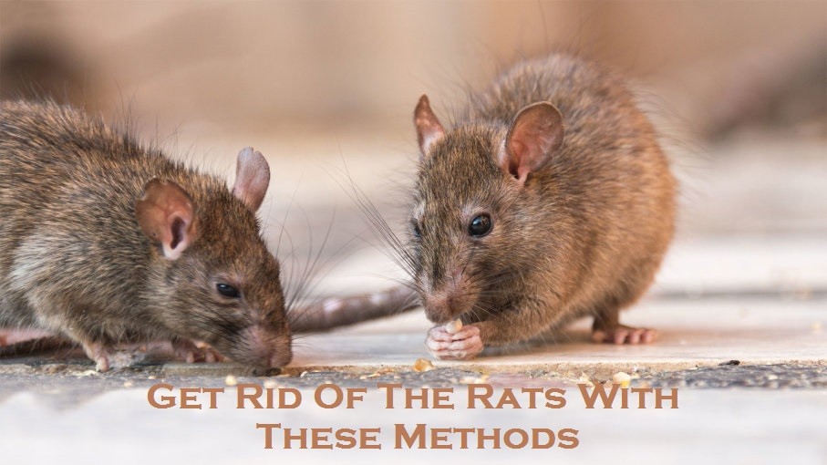 Get Rid Of The Rats With These Methods