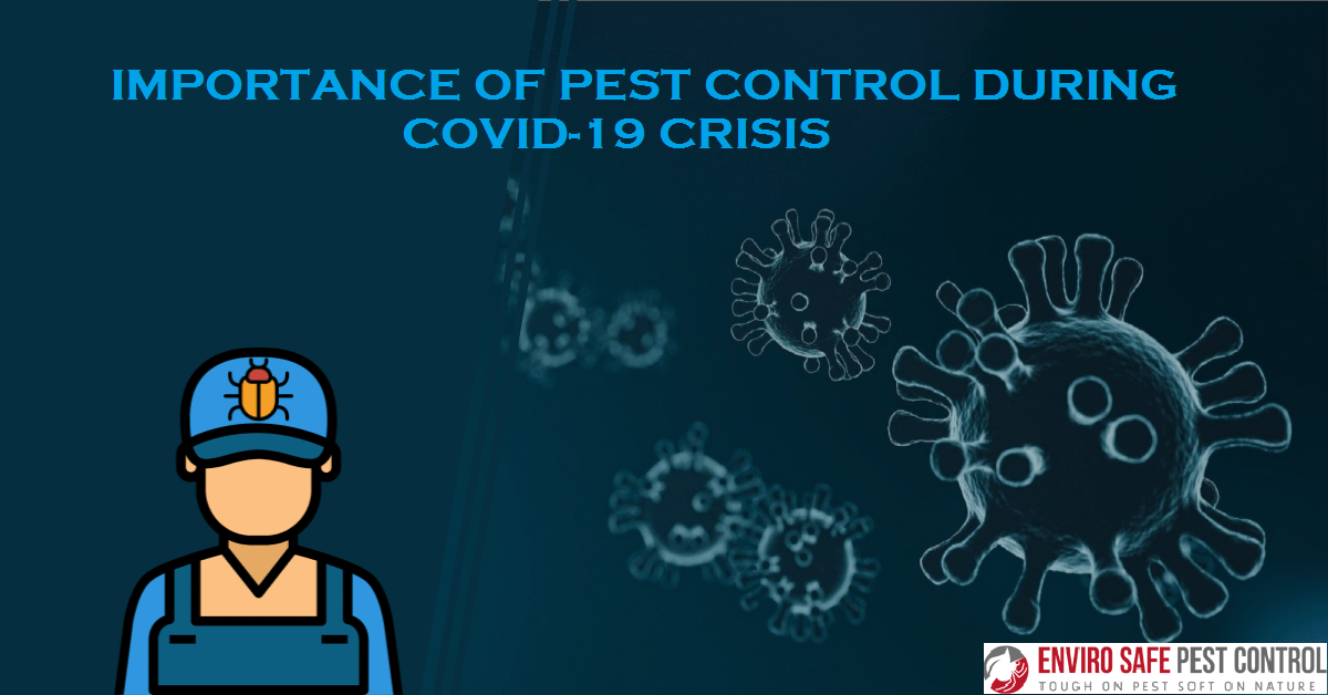 Importance Of Pest Control During COVID-19 Crisis