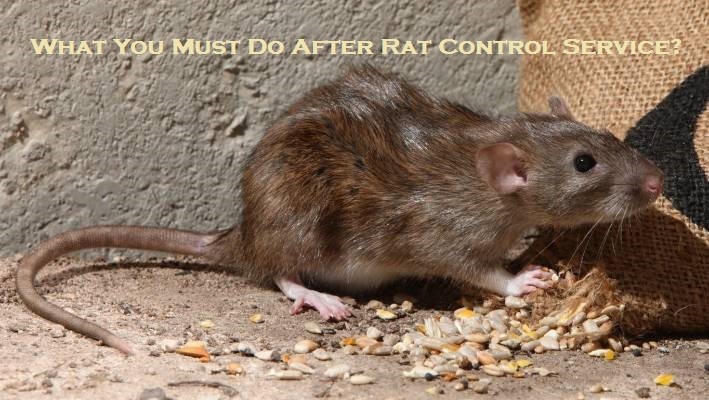 What You Must Do After Rat Control Service?