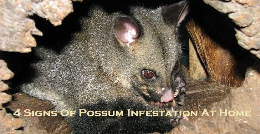4 Signs Of Possum Infestation At Home