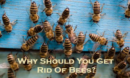 Why Should You Get Rid Of Bees?