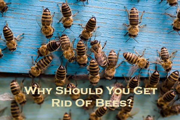 Why Should You Get Rid Of Bees?