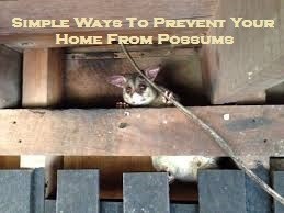 Simple Ways To Prevent Your Home From Possums
