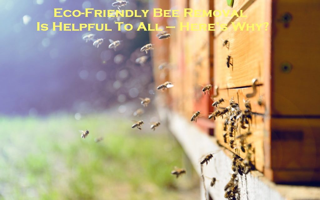Eco-Friendly Bee Removal Is Helpful To All – Here’s Why?