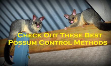 Check Out These Best Possum Control Methods