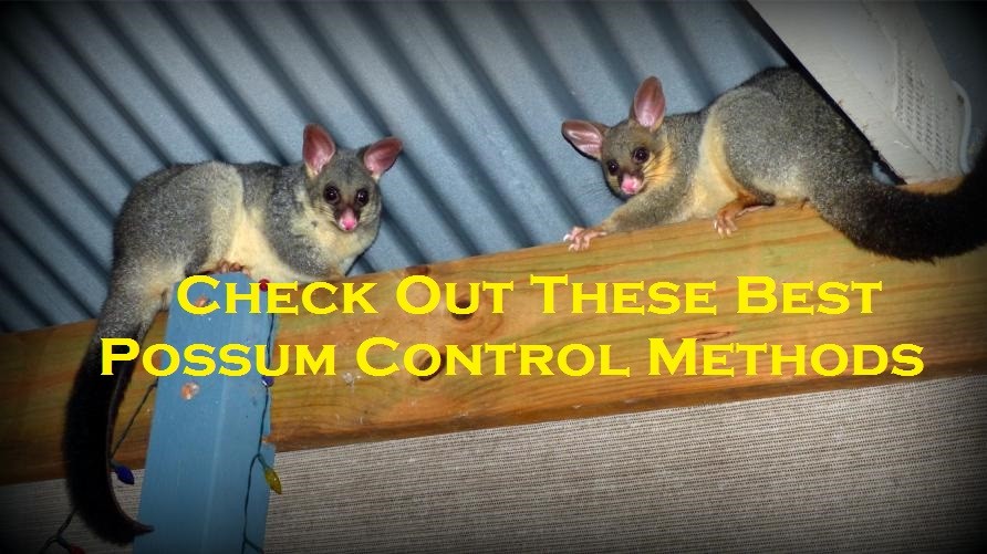 Check Out These Best Possum Control Methods