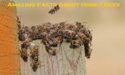 Amazing Facts About Honey Bees