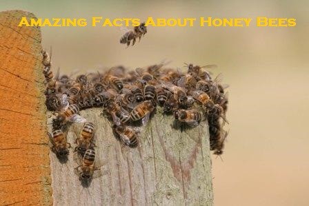 Amazing Facts About Honey Bees