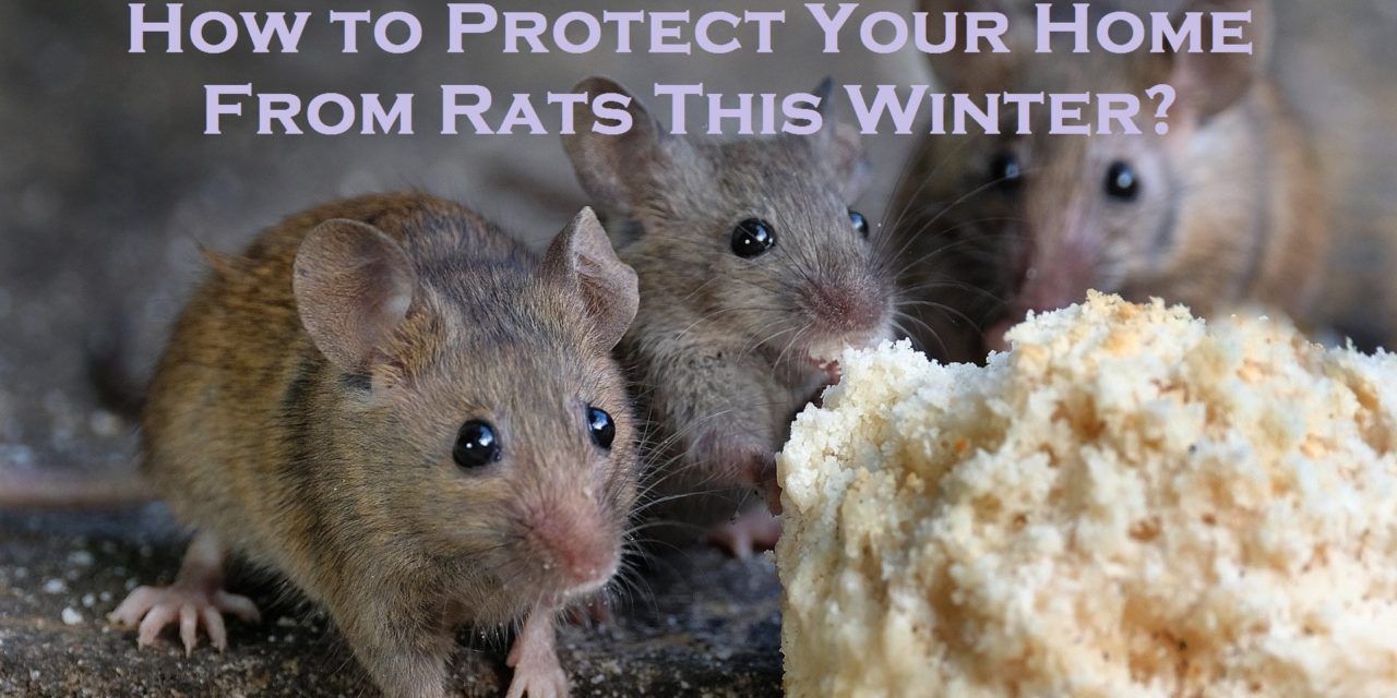 How to Protect Your Home From Rats This Winter?