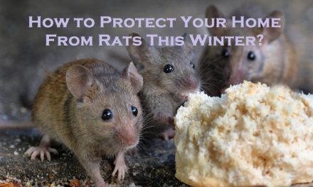 How to Protect Your Home From Rats This Winter?