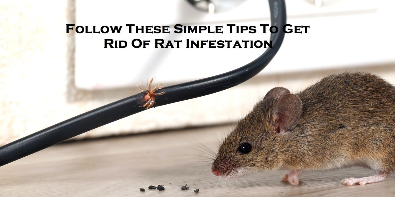 Follow These Simple Tips To Get Rid Of Rat Infestation