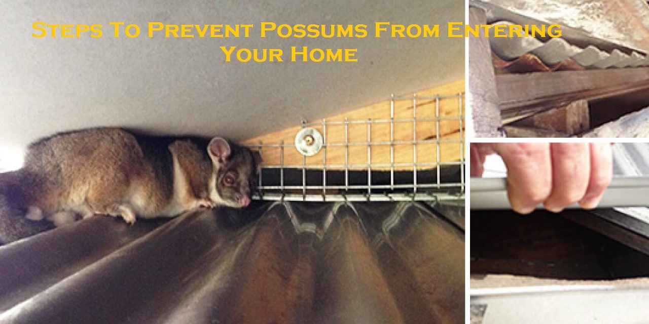 Steps To Prevent Possums From Entering Your Home