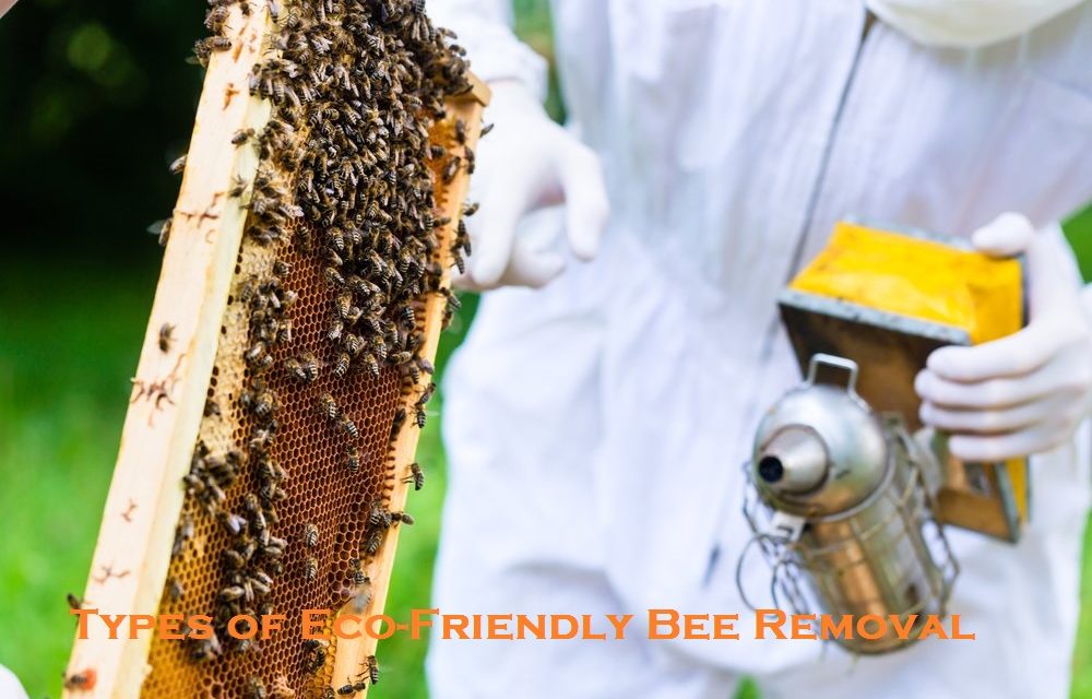 Types of Eco-Friendly Bee Removal