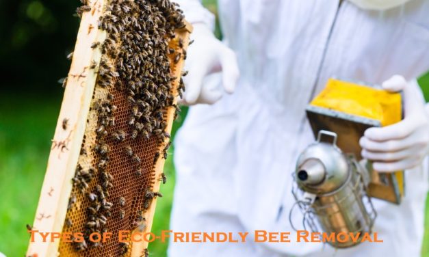 Types of Eco-Friendly Bee Removal