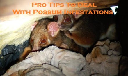 Pro Tips To Deal With Possum Infestations