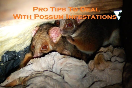 Pro Tips To Deal With Possum Infestations