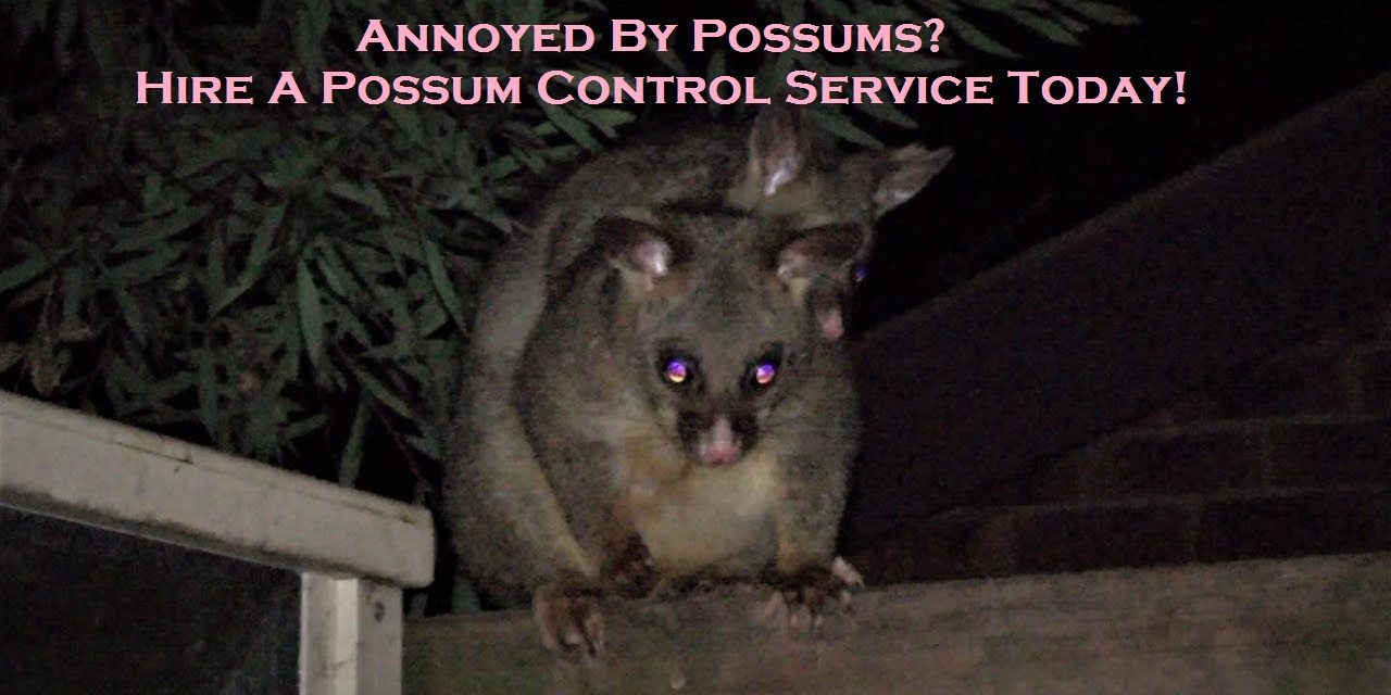 Annoyed By Possums? Hire A Possum Control Service Today!