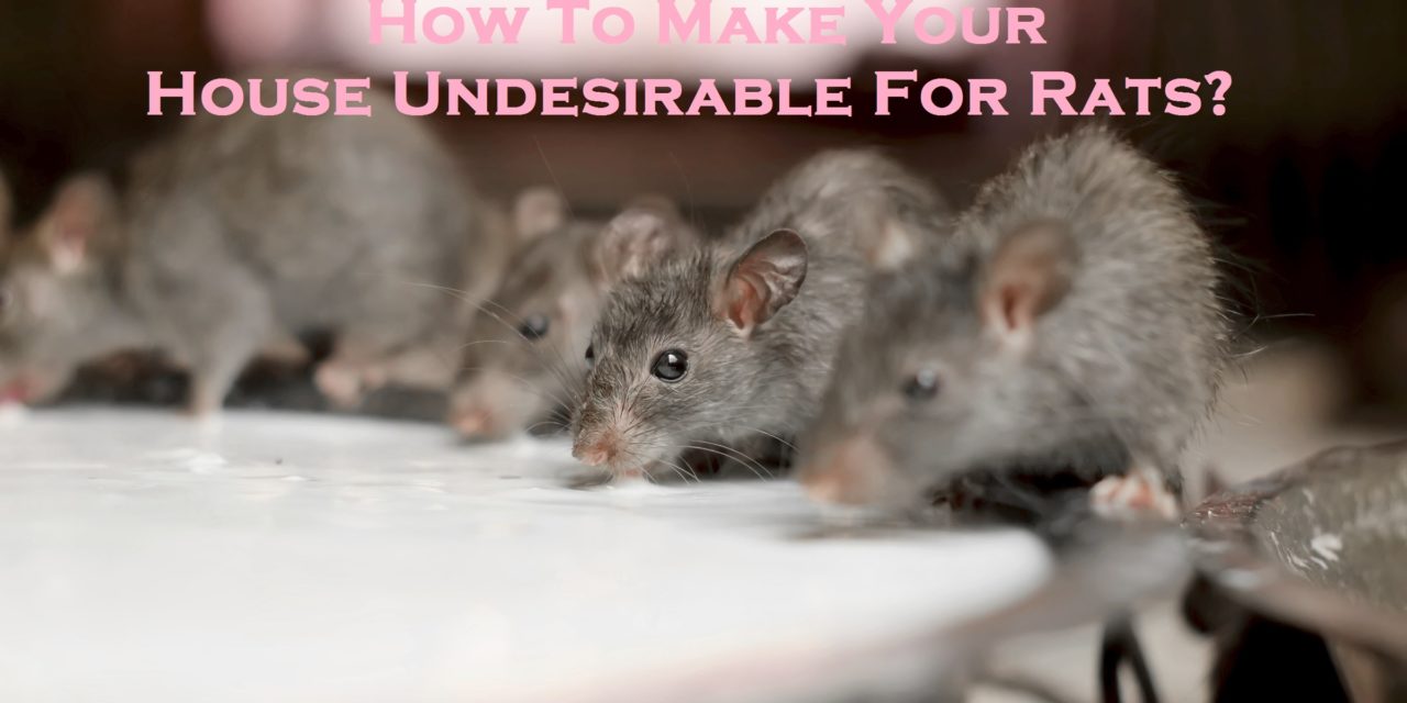 How To Make Your House Undesirable For Rats?