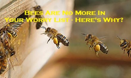 Bees Are No More In Your Worry List – Here’s Why?