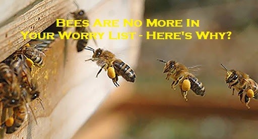Bees Are No More In Your Worry List – Here’s Why?