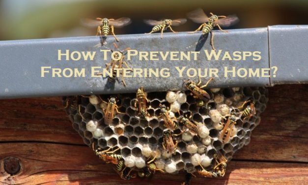 How To Prevent Wasps From Entering Your Home?