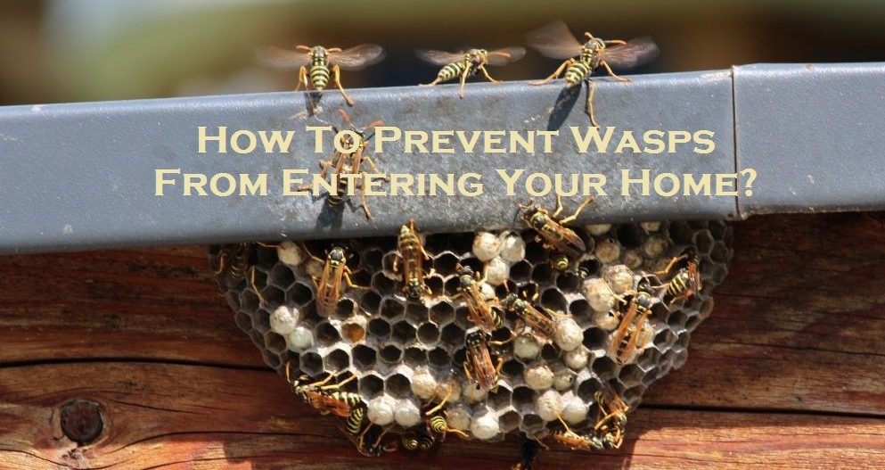 How To Prevent Wasps From Entering Your Home?