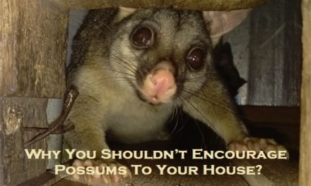 Why You Shouldn’t Encourage Possums To Your House?