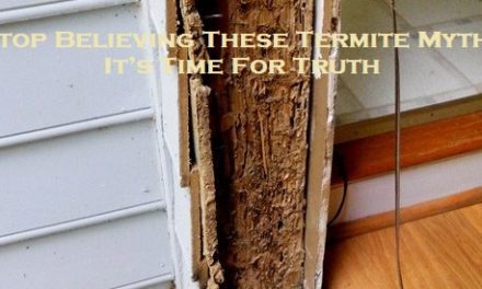 Stop Believing These Termite Myths – It’s Time For Truth