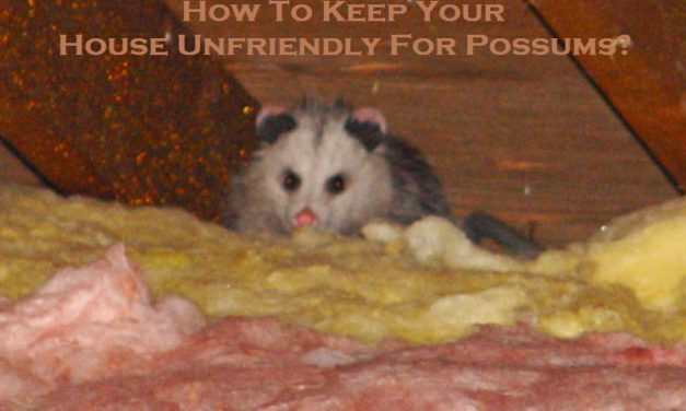 How To Keep Your House Unfriendly For Possums?
