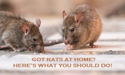 Got Rats At Home? Here’s What You Should Do!