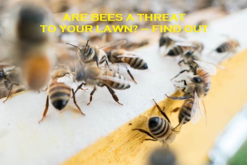 Are Bees A Threat To Your Lawn? – Find out